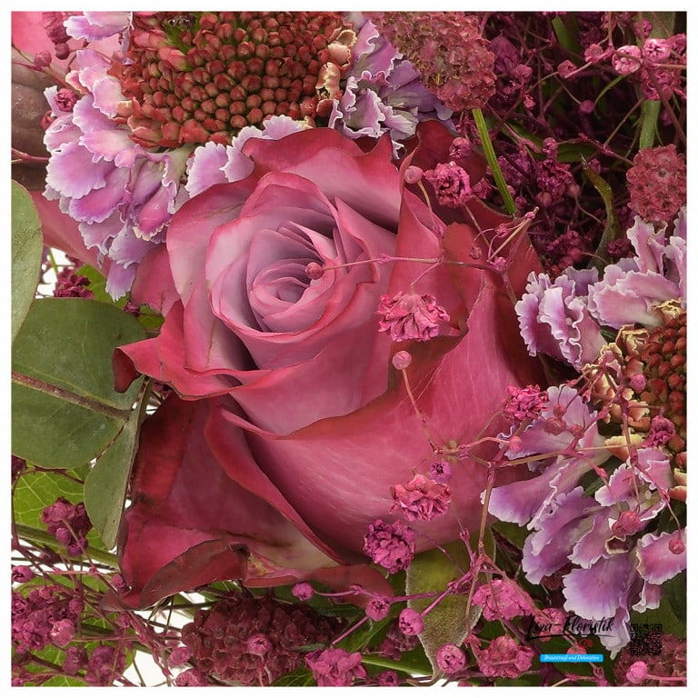 Ecuador Rose "Deep Purple"  - Detail -