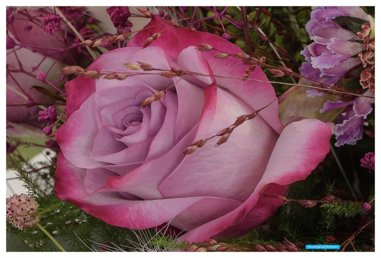 Ecuador Rose Deep Purple im Brautstrauß