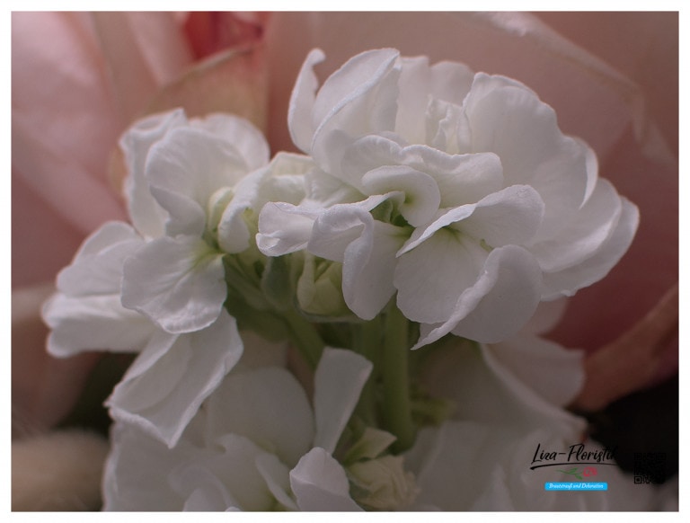 Levkojen vor Rosen im Brautstrauß