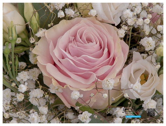 Rosa Ecuador Rose mit Schleierkraut im Brautstrauß