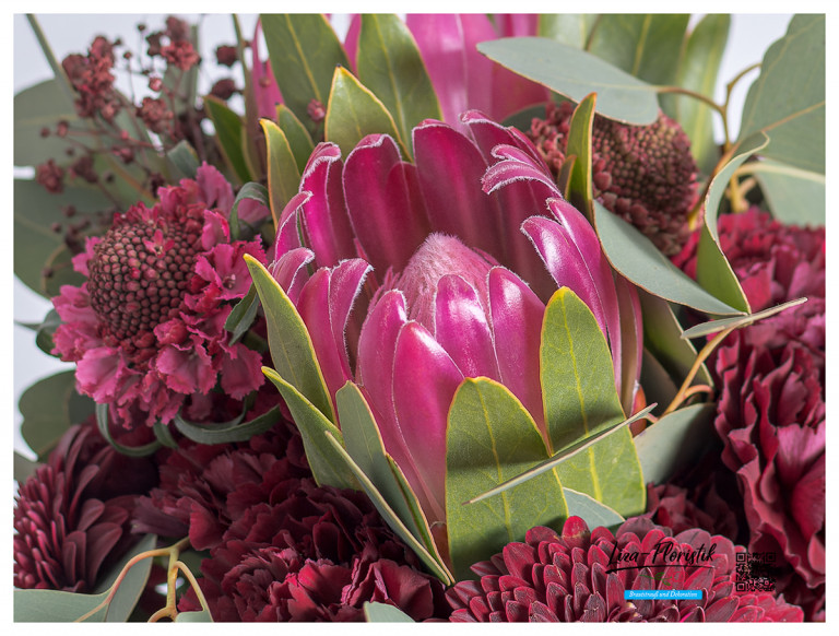 Rote Protea im Detail