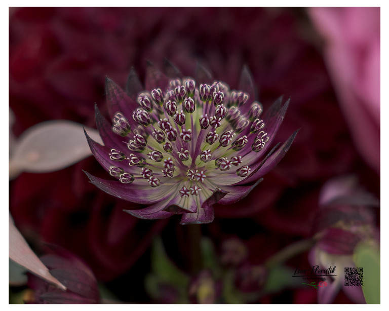 Detailaufnahme einer Astrantie – die filigranen, sternförmigen Blüten verleihen dem Brautstrauß eine zarte und elegante Note.