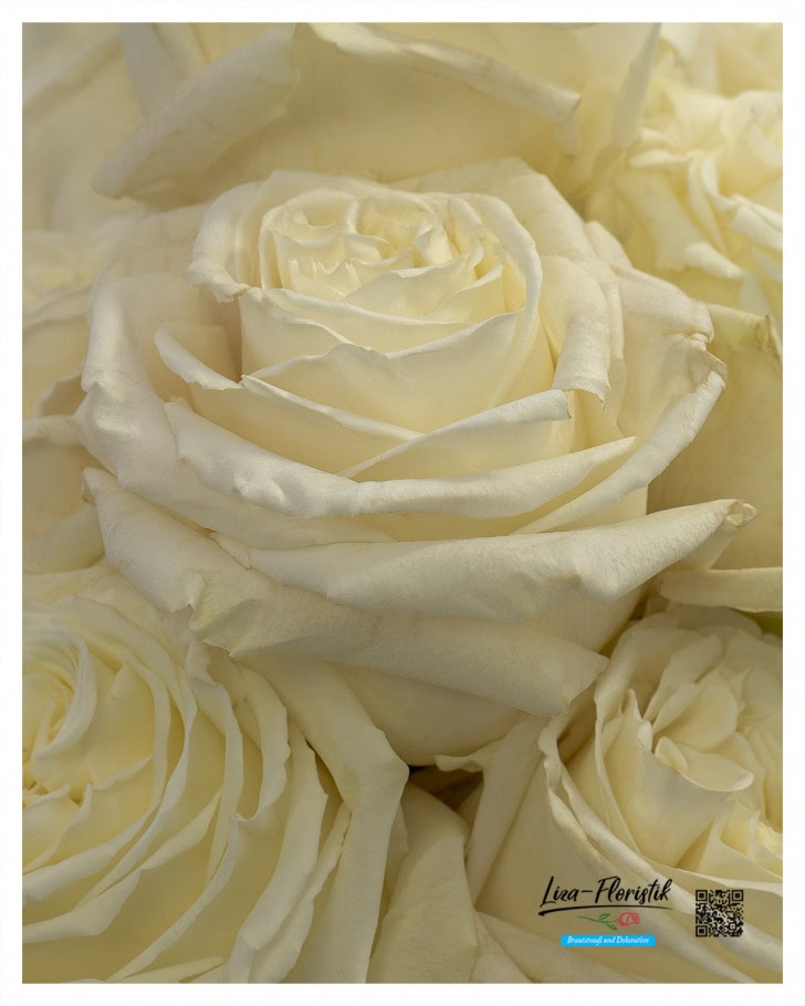 Detailansicht cremefarbener Rosen "Mondial"