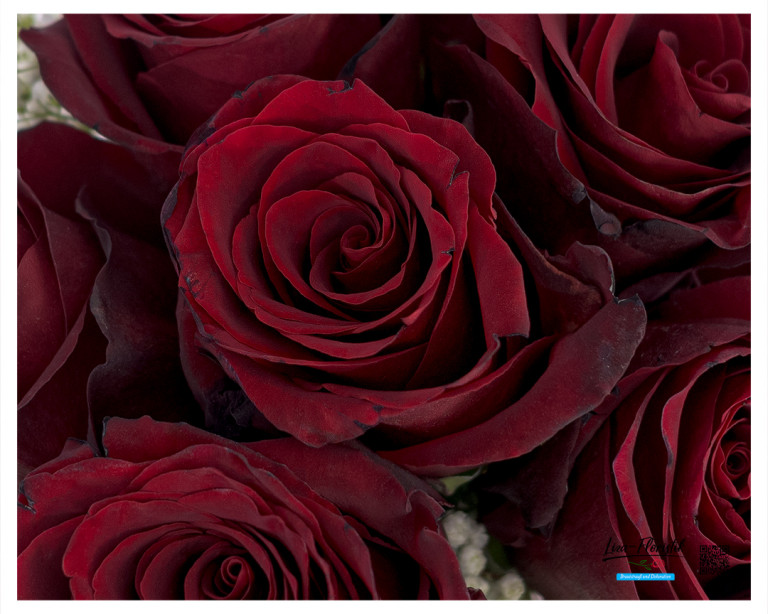Nahaufnahme von tiefroten Ecuador Rosen "Explorer" mit samtiger Blütenstruktur – luxuriöse Hochzeitsblumen für Brautsträuße.